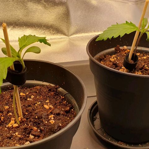 Highness  #2 growlog photo: Kleiner Fehler mit Folgen.