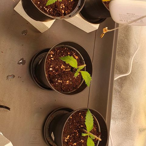 Highness  #2 growlog photo: Kleiner Fehler mit Folgen.