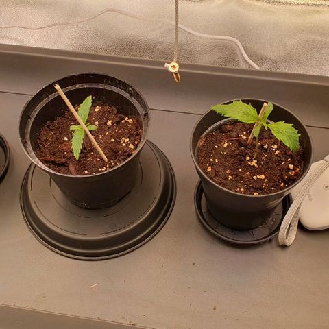 Highness  #2 growlog timeline photo