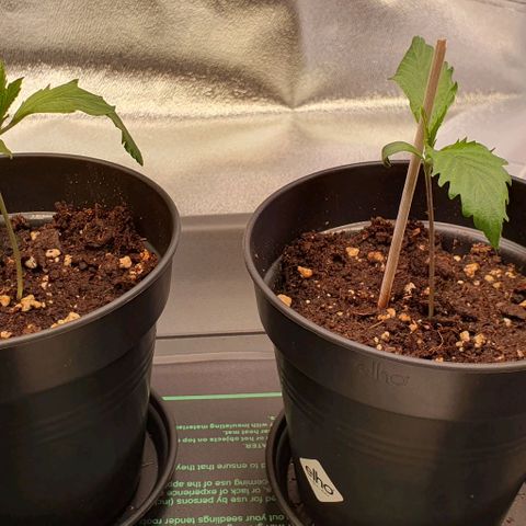 Highness  #2 growlog timeline photo
