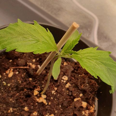 Highness  #2 growlog timeline photo