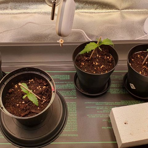 Highness  #2 growlog timeline photo