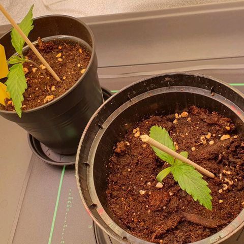 Highness  #2 growlog timeline photo