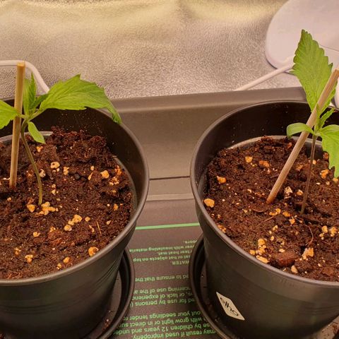 Highness  #2 growlog timeline photo