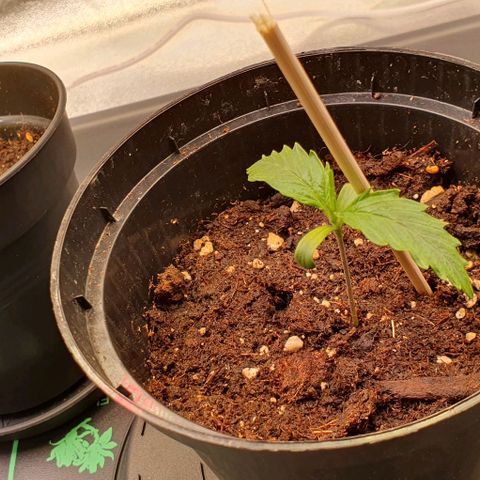 Highness  #2 growlog timeline photo