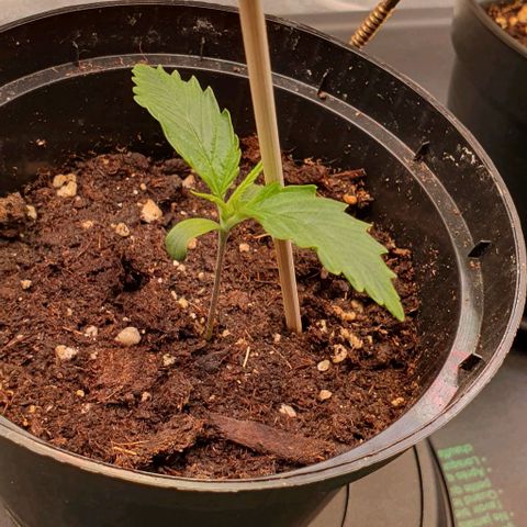 Highness  #2 growlog photo: Morgens