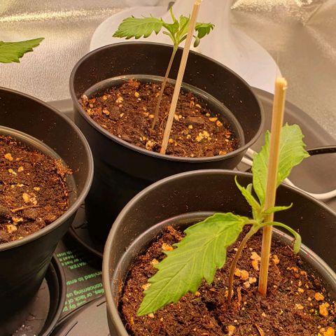 Highness  #2 growlog photo: Morgens
