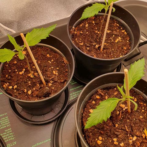 Highness  #2 growlog photo: Morgens