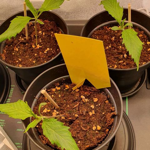 Highness  #2 growlog photo: Zeit zum umtopfen