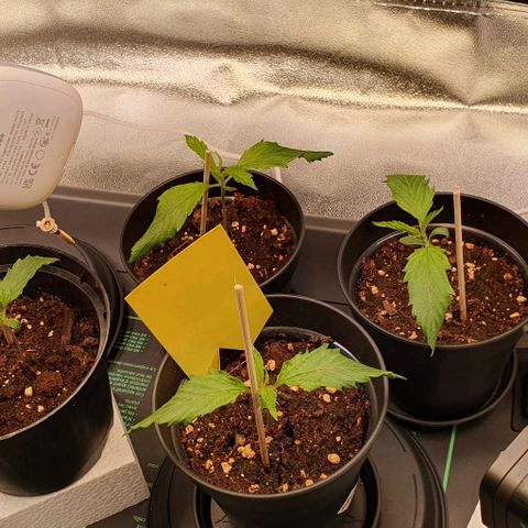 Highness  #2 growlog photo: Morgens, allen geht es gut. Heute wird umgetopft