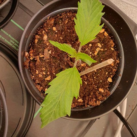 Highness  #2 growlog photo: Morgens, allen geht es gut. Heute wird umgetopft