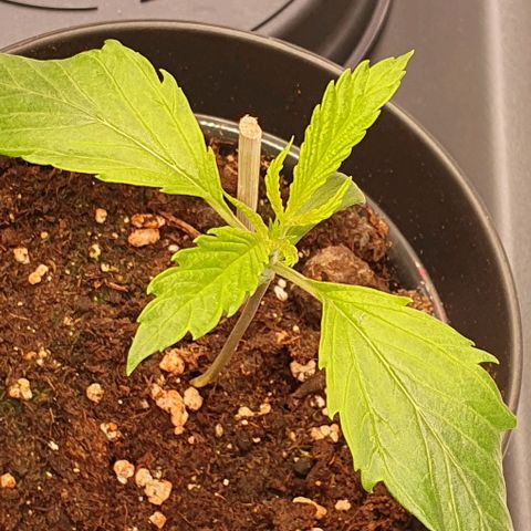 Highness  #2 growlog photo: Morgens, allen geht es gut. Heute wird umgetopft