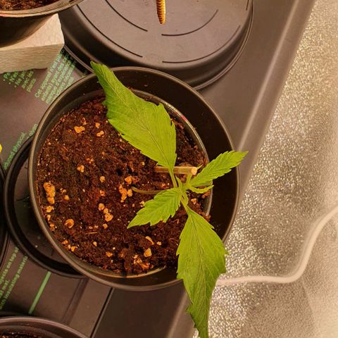 Highness  #2 growlog photo: Morgens, allen geht es gut. Heute wird umgetopft