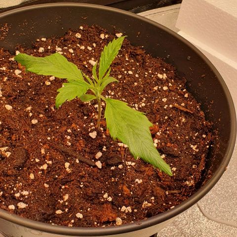 Highness  #2 growlog photo: Umtopfen in 4 Liter Töpfe