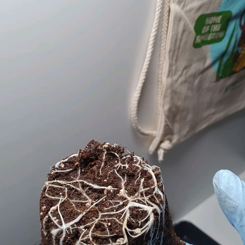 Highness  #2 growlog photo: Umtopfen in 4 Liter Töpfe