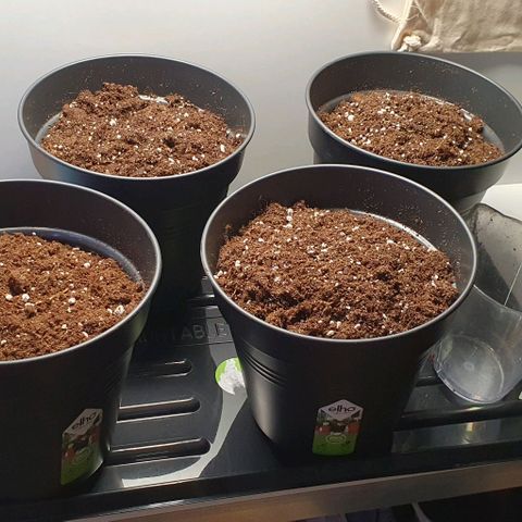 Highness  #2 growlog photo: Umtopfen in 4 Liter Töpfe