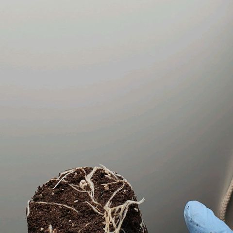 Highness  #2 growlog photo: Umtopfen in 4 Liter Töpfe
