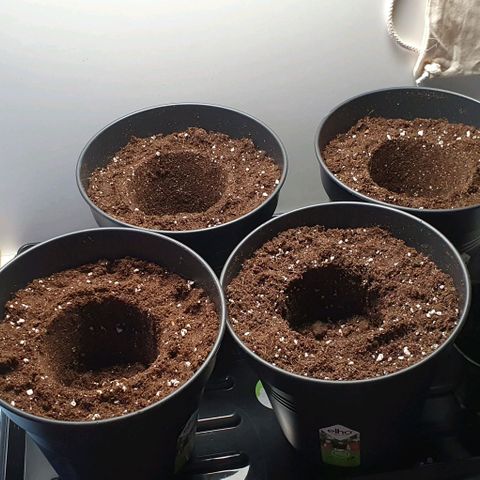 Highness  #2 growlog photo: Umtopfen in 4 Liter Töpfe