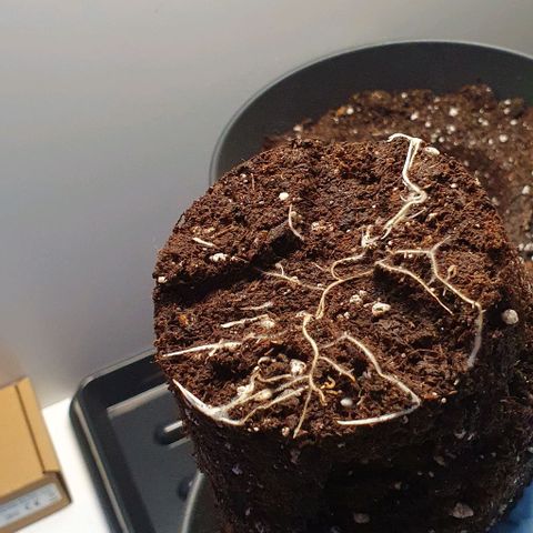 Highness  #2 growlog photo: Umtopfen in 4 Liter Töpfe
