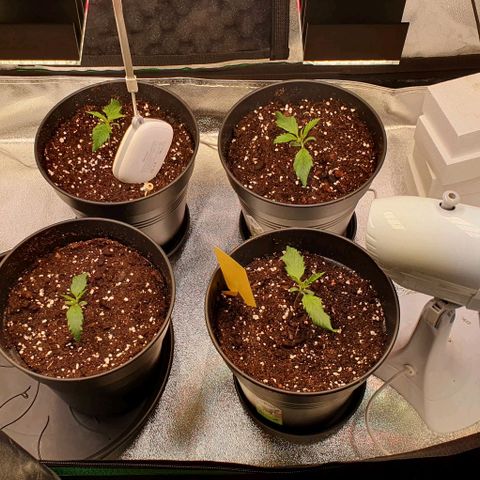 Highness  #2 growlog photo: Umtopfen in 4 Liter Töpfe