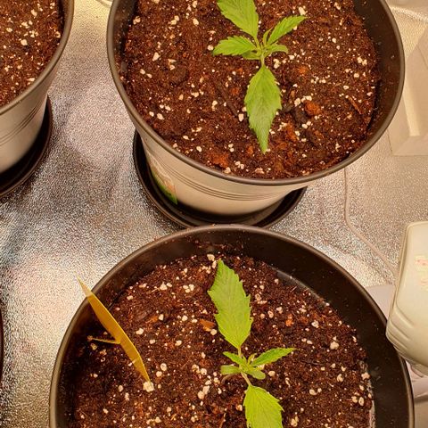 Highness  #2 growlog photo: Umtopfen in 4 Liter Töpfe