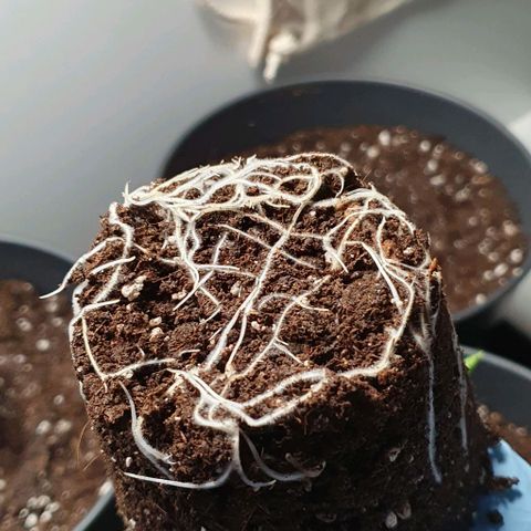 Highness  #2 growlog photo: Umtopfen in 4 Liter Töpfe