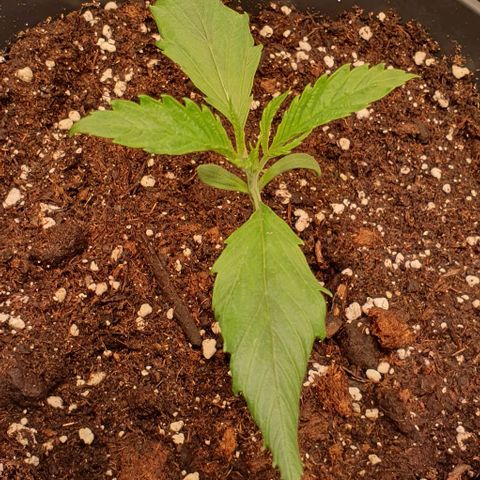 Highness  #2 growlog photo: Nach dem umtopfen ist soweit alles ok aber die Lampe sollte doch etwas weiter weg, da die Blätter sich einrollen. 