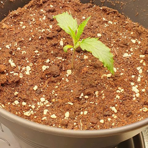 Highness  #2 growlog photo: Nach dem umtopfen ist soweit alles ok aber die Lampe sollte doch etwas weiter weg, da die Blätter sich einrollen. 