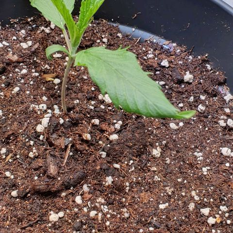 Highness  #2 growlog photo: Nach dem umtopfen ist soweit alles ok aber die Lampe sollte doch etwas weiter weg, da die Blätter sich einrollen. 