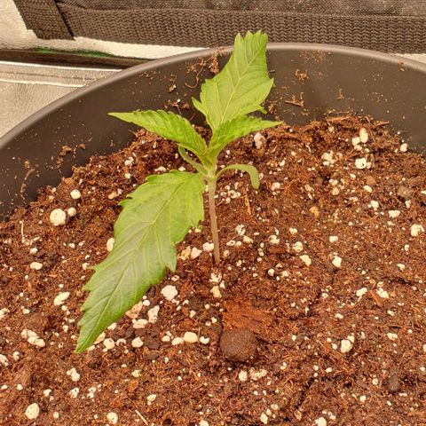 Highness  #2 growlog photo: Nach dem umtopfen ist soweit alles ok aber die Lampe sollte doch etwas weiter weg, da die Blätter sich einrollen. 