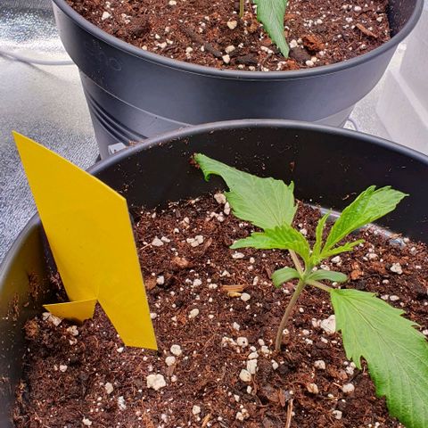 Highness  #2 growlog photo: Morgens