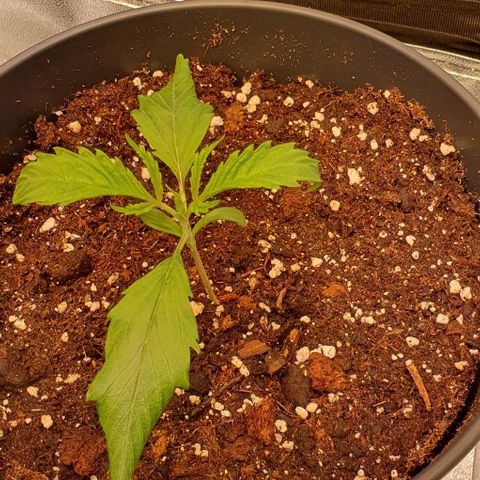 Highness  #2 growlog photo: Morgens