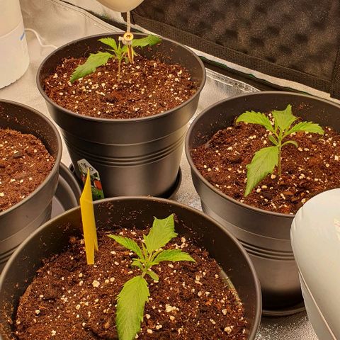 Highness  #2 growlog photo: Morgens