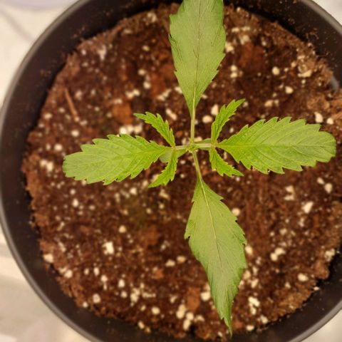 Highness  #2 growlog photo: Abends, die Pflanzen wachsen👍