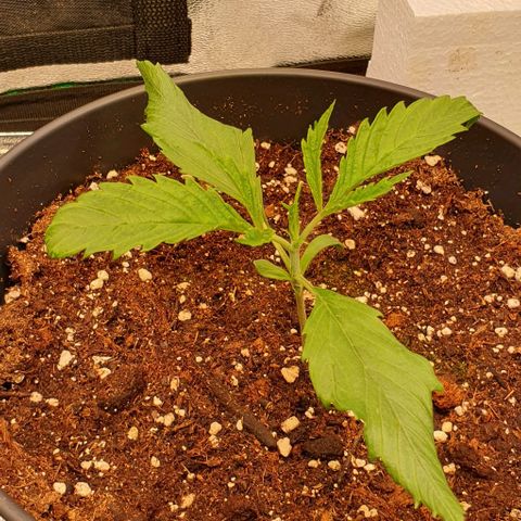 Highness  #2 growlog photo: Abends, die Pflanzen wachsen👍