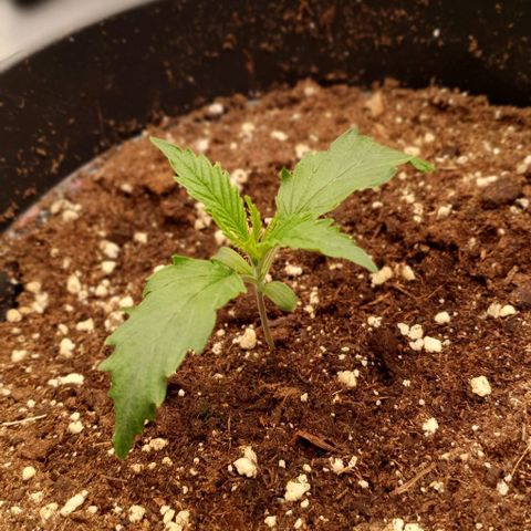 Highness  #2 growlog photo: Abends, die Pflanzen wachsen👍