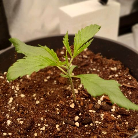 Highness  #2 growlog photo: Abends, die Pflanzen wachsen👍