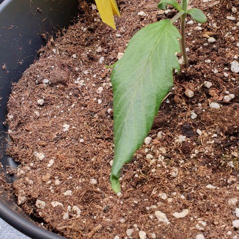 Highness  #2 growlog photo: Völlig erholt sind die Damen nicht jedoch machen sie munter weiter👍
