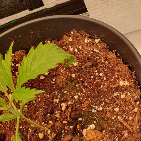 Highness  #2 growlog photo: Völlig erholt sind die Damen nicht jedoch machen sie munter weiter👍