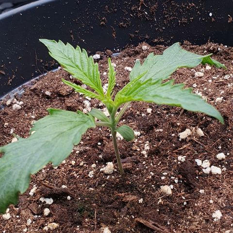 Highness  #2 growlog photo: Völlig erholt sind die Damen nicht jedoch machen sie munter weiter👍