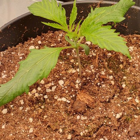 Highness  #2 growlog photo: Völlig erholt sind die Damen nicht jedoch machen sie munter weiter👍