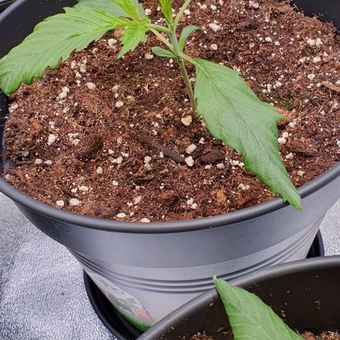 Highness  #2 growlog photo: Völlig erholt sind die Damen nicht jedoch machen sie munter weiter👍
