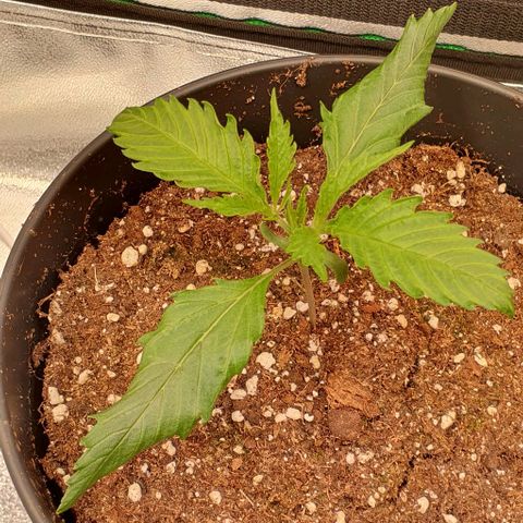 Highness  #2 growlog photo: Abends