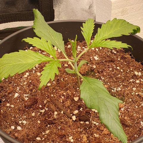 Highness  #2 growlog photo: Abends