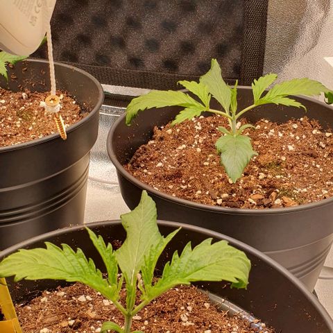 Highness  #2 growlog photo: Abends