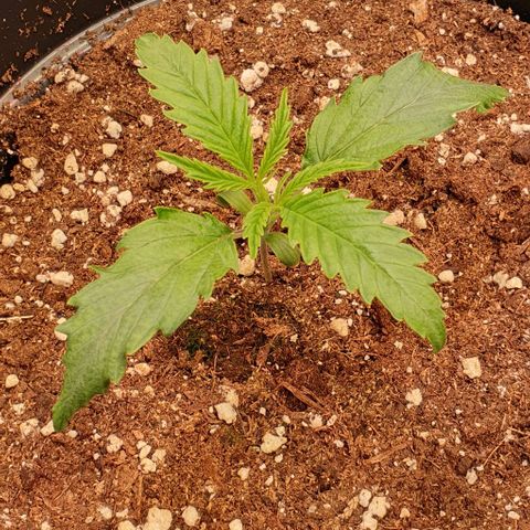 Highness  #2 growlog photo: Abends