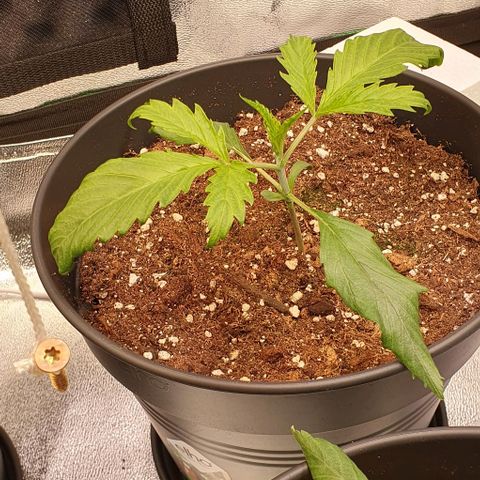 Highness  #2 growlog photo: Die Blätter sehen noch gestresst aus aber sie wächst.