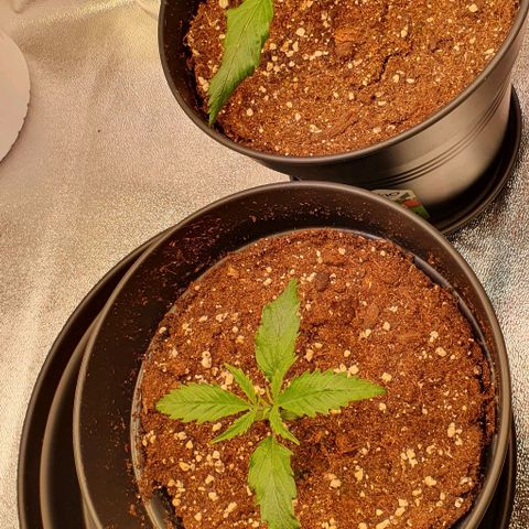 Highness  #2 growlog photo: Die Blätter sehen noch gestresst aus aber sie wächst.