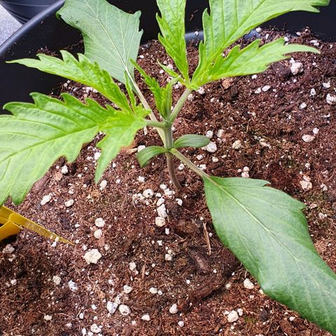 Highness  #2 growlog photo: Die Blätter sehen noch gestresst aus aber sie wächst.