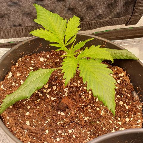 Highness  #2 growlog photo: Die hängenden Blätter wurden entfernt